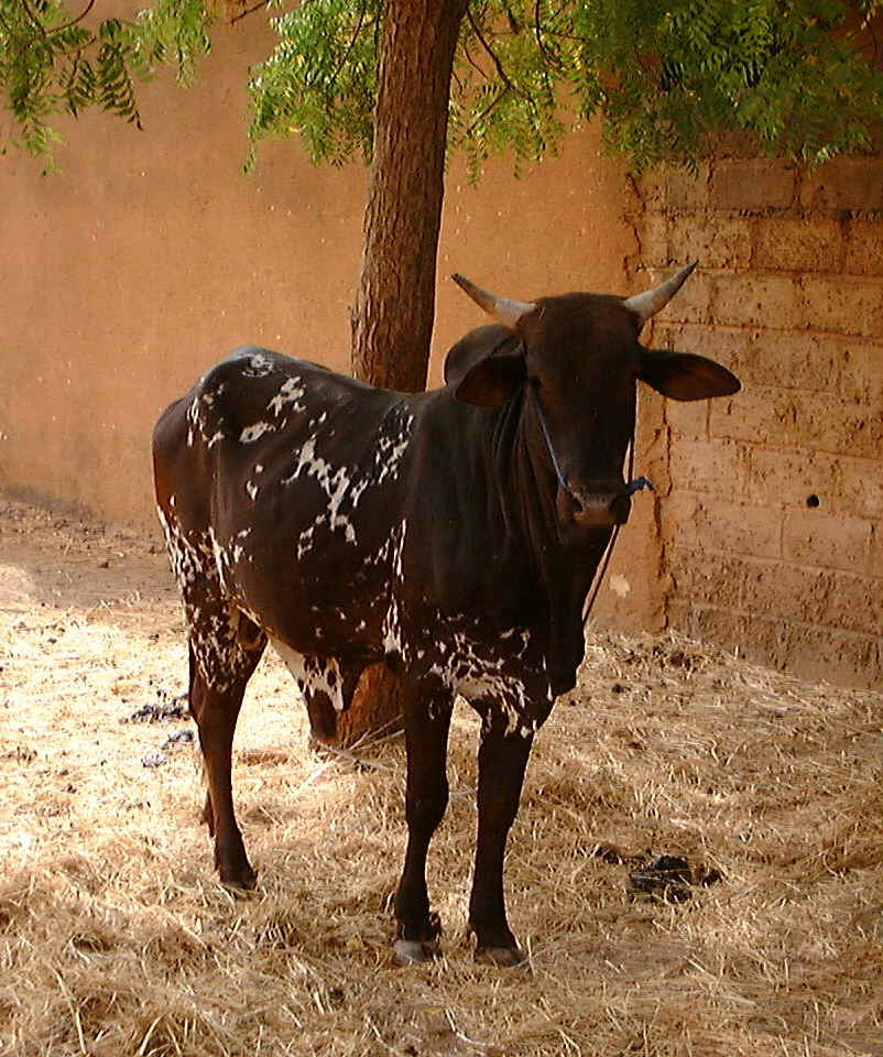 Burkina Faso Animals