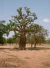 Baobab-Yatenga1.JPG (208113 bytes)
